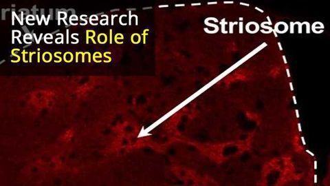 Predicting the Future: “Striosome” Neurons in the Basal Ganglia Play a Key Role in Learning