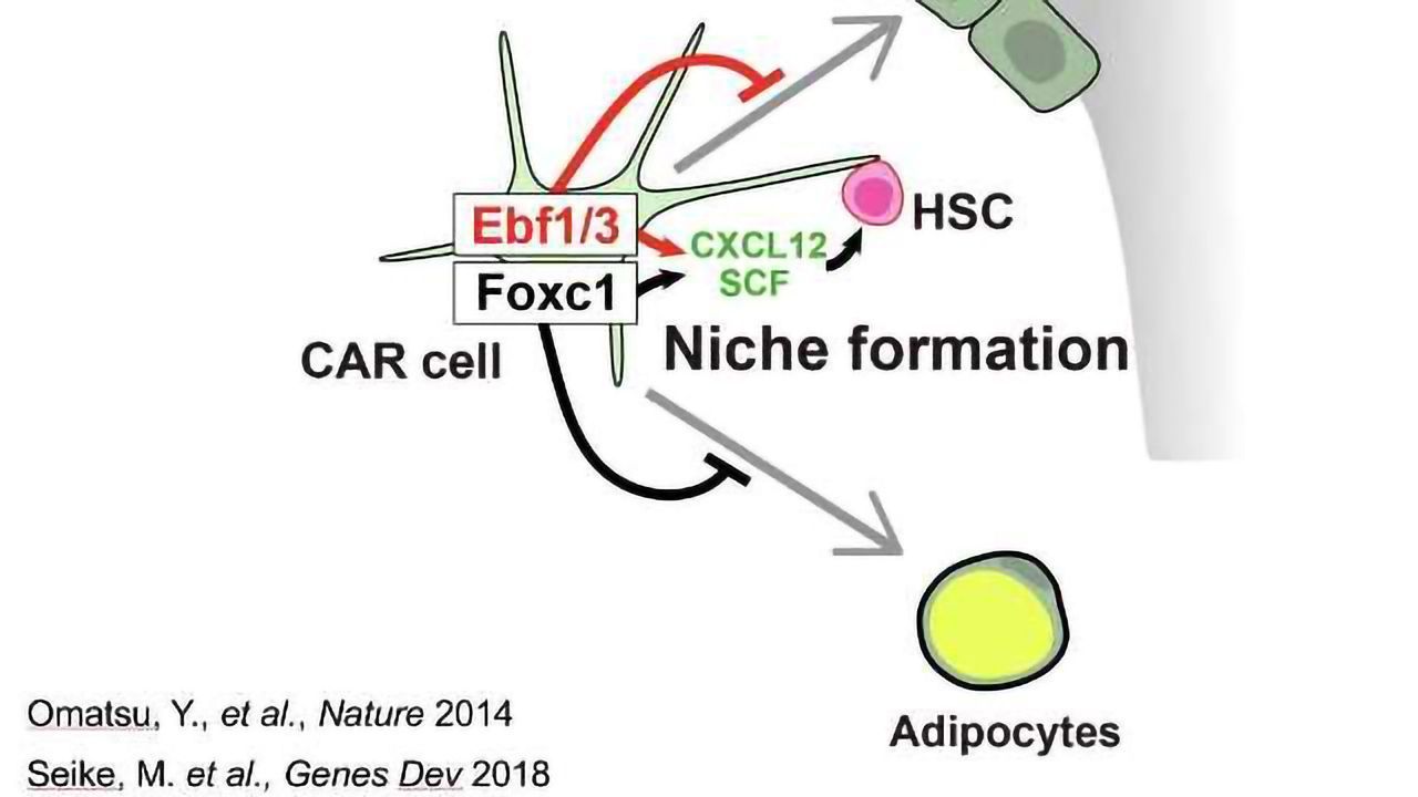 How Bone Marrow Niches Keep Stem Cells Thriving