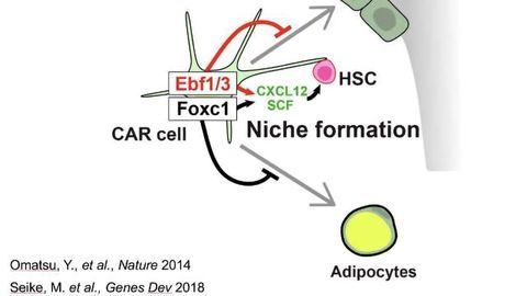 How Bone Marrow Niches Keep Stem Cells Thriving