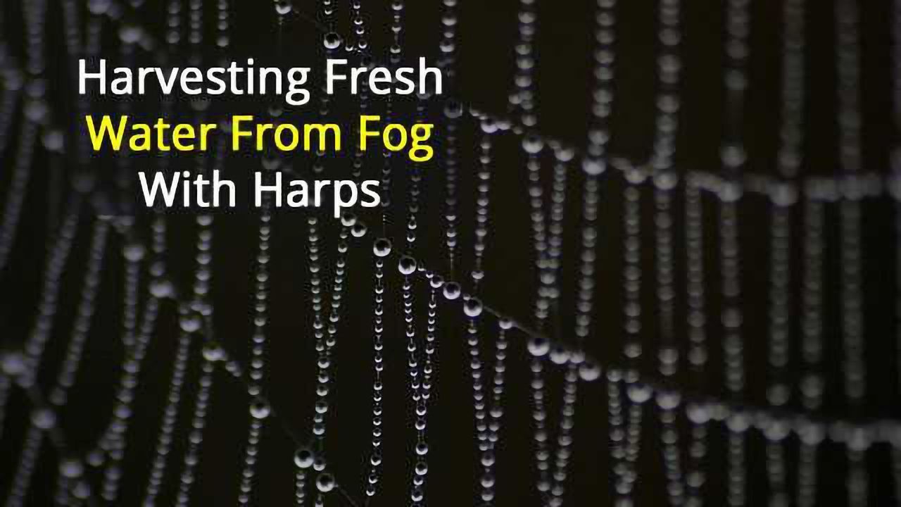 Fog Harvesting with Harps