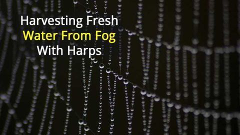Fog Harvesting with Harps