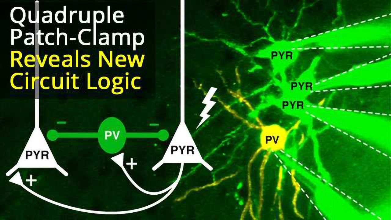 Quadruple Patch-Clamp Recording In Vivo Reveals Novel Cortical Circuit Communication Logic