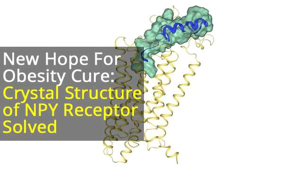 Crystal Structure of Neuropeptide 1 Receptor Solved, Providing Therapeutic Angle For Obesity Treatment