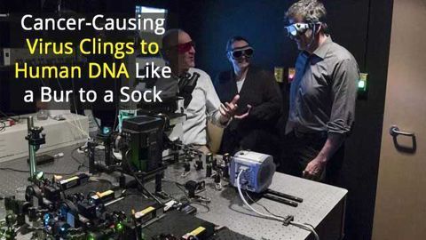 Homemade Microscope Reveals How Viruses Cling to Our DNA
