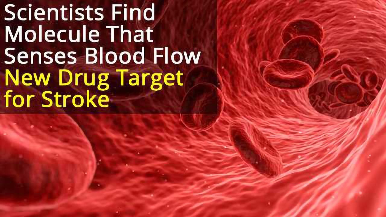 Protein Target Identified That Could Prevent Strokes