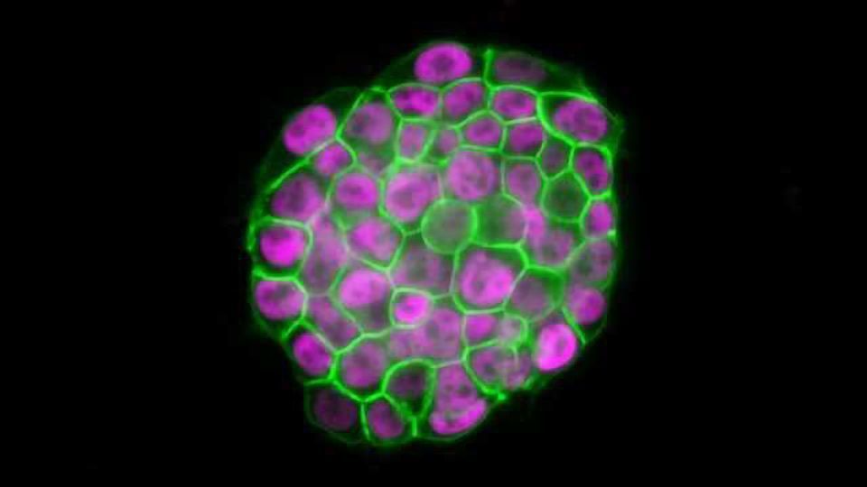 Let’s Talk About Sex Chromosomes And Stem Cells Technology Networks