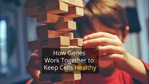 "Genetic Jenga" Helps Understand How Our Genes Control Our Cells