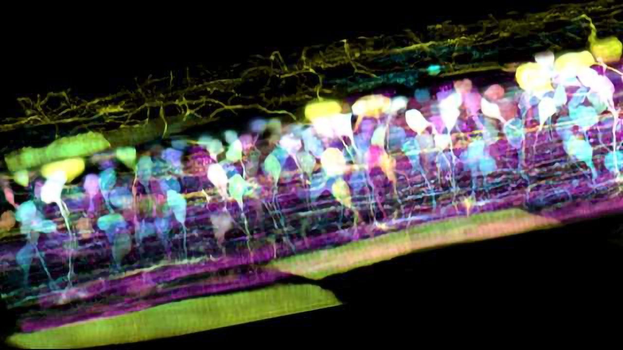 New Microscope Captures Detailed 3-D Movies of Cells Deep Within Living Systems