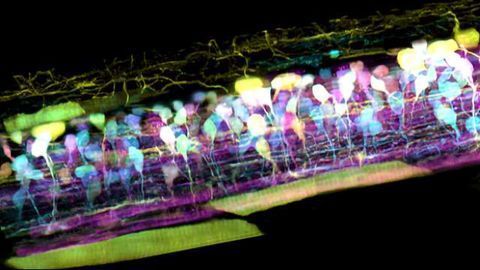 New Microscope Captures Detailed 3-D Movies of Cells Deep Within Living Systems