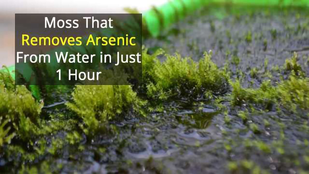 Rapid Removal of Arsenic From Drinking Water...By Moss!