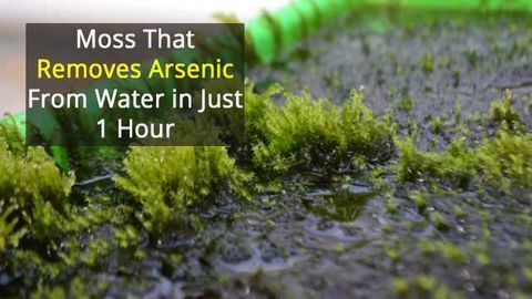 Rapid Removal of Arsenic From Drinking Water...By Moss!