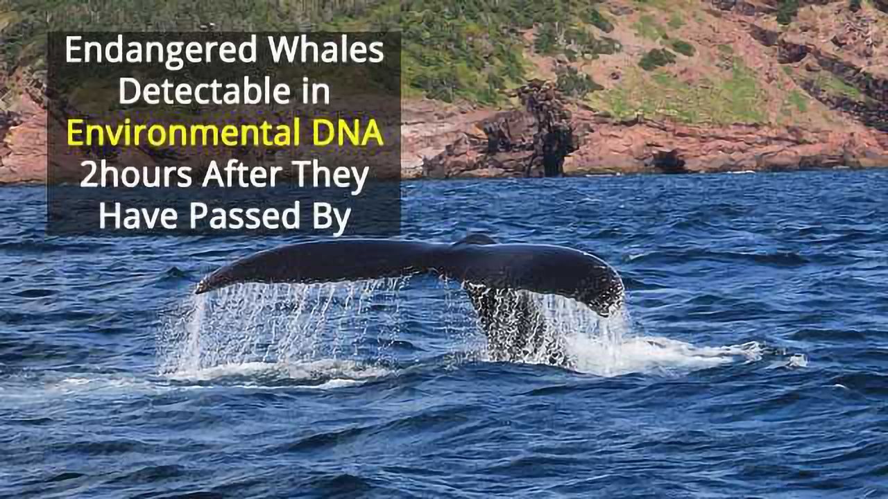 Environmental DNA Analysis Aids Wildlife Monitoring