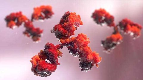 Streamlining Monoclonal Antibody Purification for Therapeutic Candidate Screening