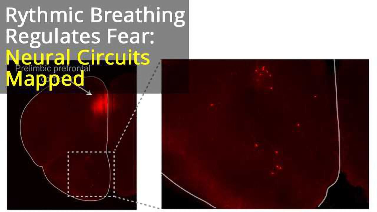 Animal Study Connects Smell Centers of the Brain to Survival Freezing Behavior