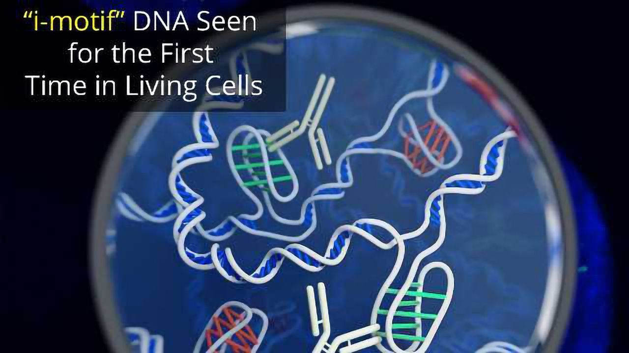 A New Form of DNA Has Been Found