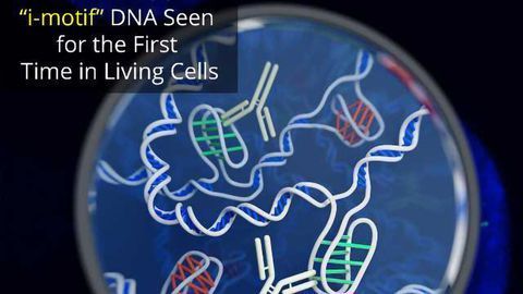 A New Form of DNA Has Been Found