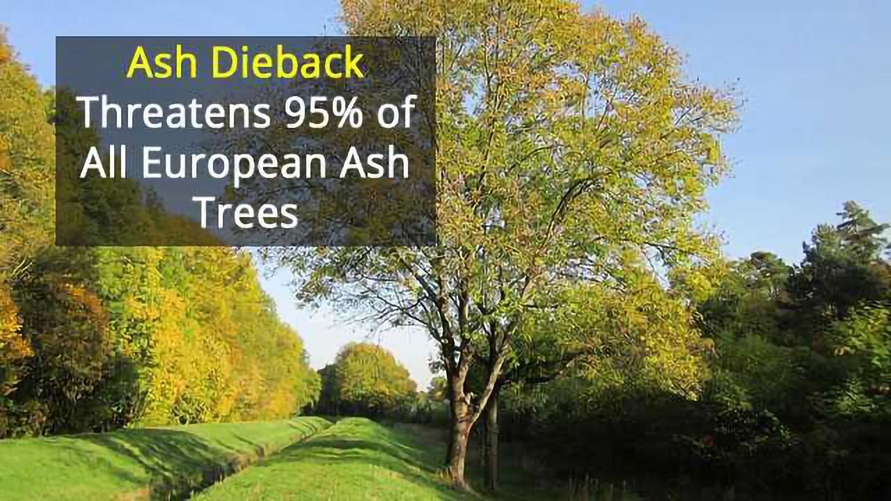 European Ash Epidemic From Just One or Two Spores