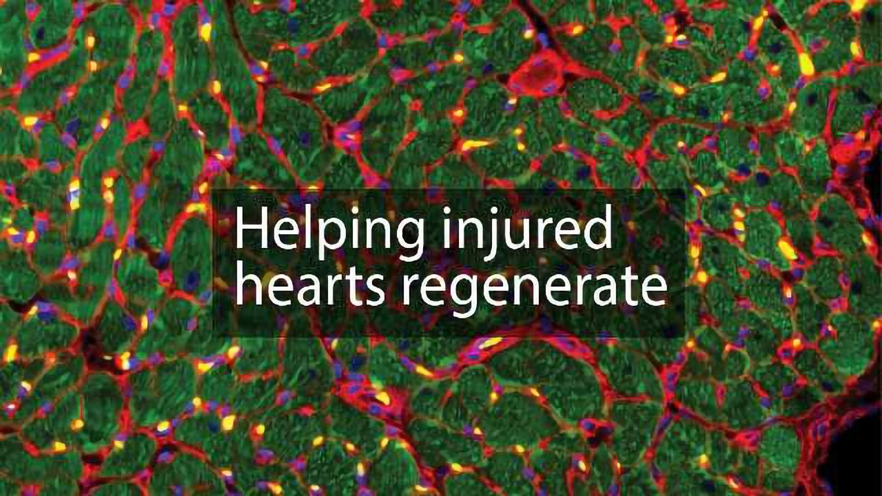 New Cell Therapy Aids Heart Recovery—Without Implanting Cells
