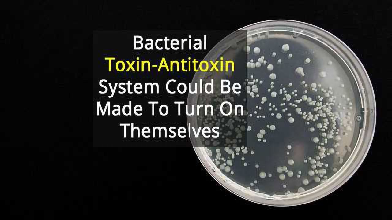 E. Coli’s Internal Bomb Offers Chink In Armour