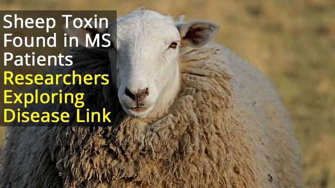 Sheep Toxin Could Cause MS