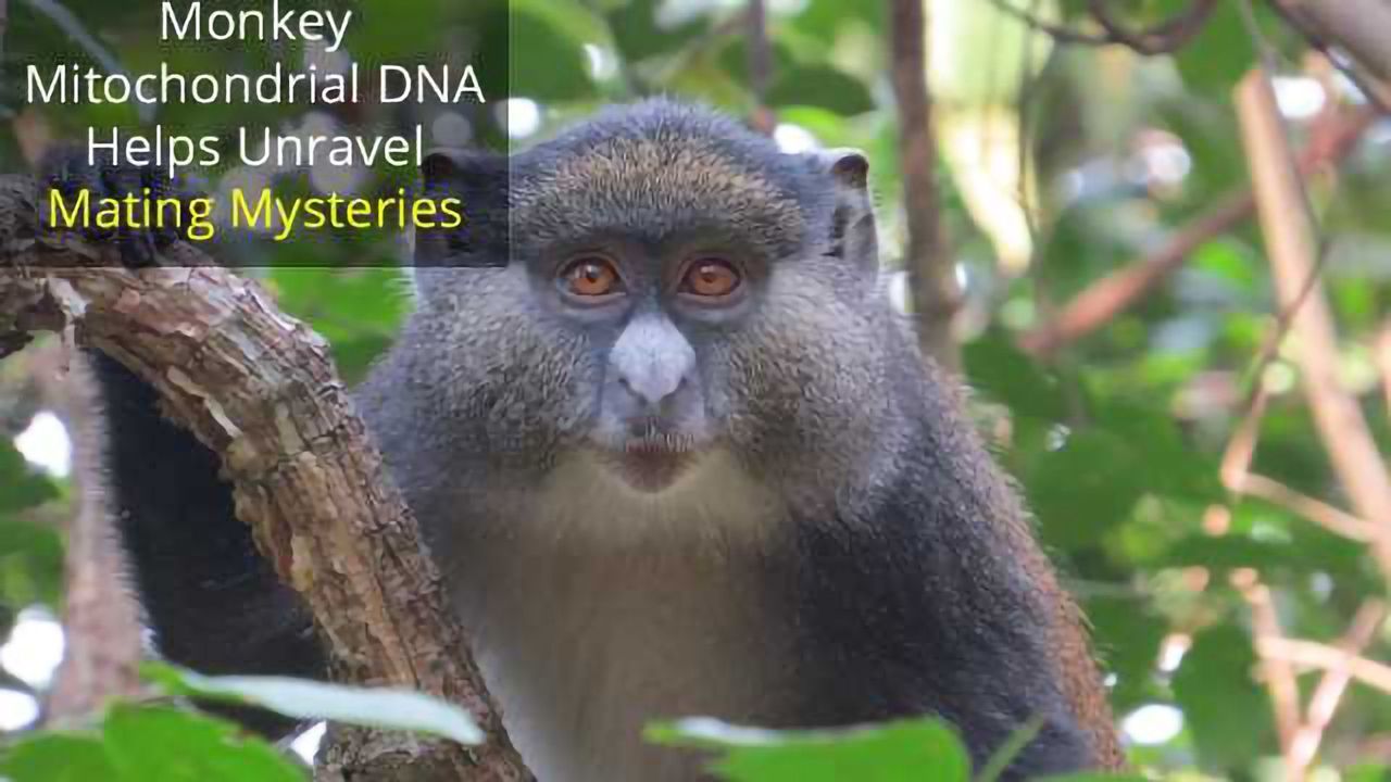 Poop Helps Track Hybrid Monkey Mating