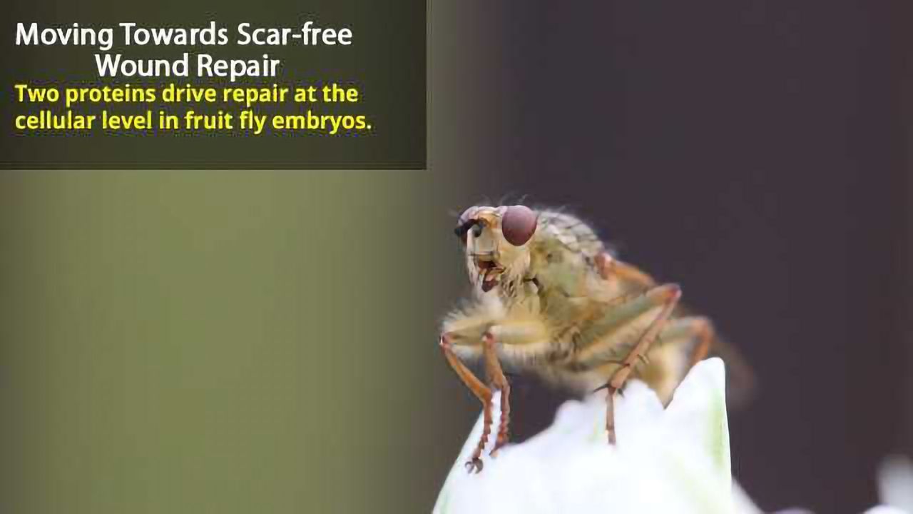 Mechanism of Scar-free Wound Healing in Fruit Fly Embryos Uncovered