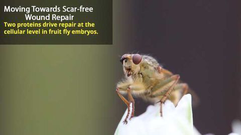 Mechanism of Scar-free Wound Healing in Fruit Fly Embryos Uncovered