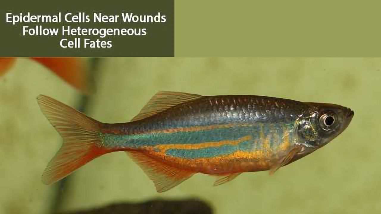 Complete Skin Regeneration System of Fish Unraveled