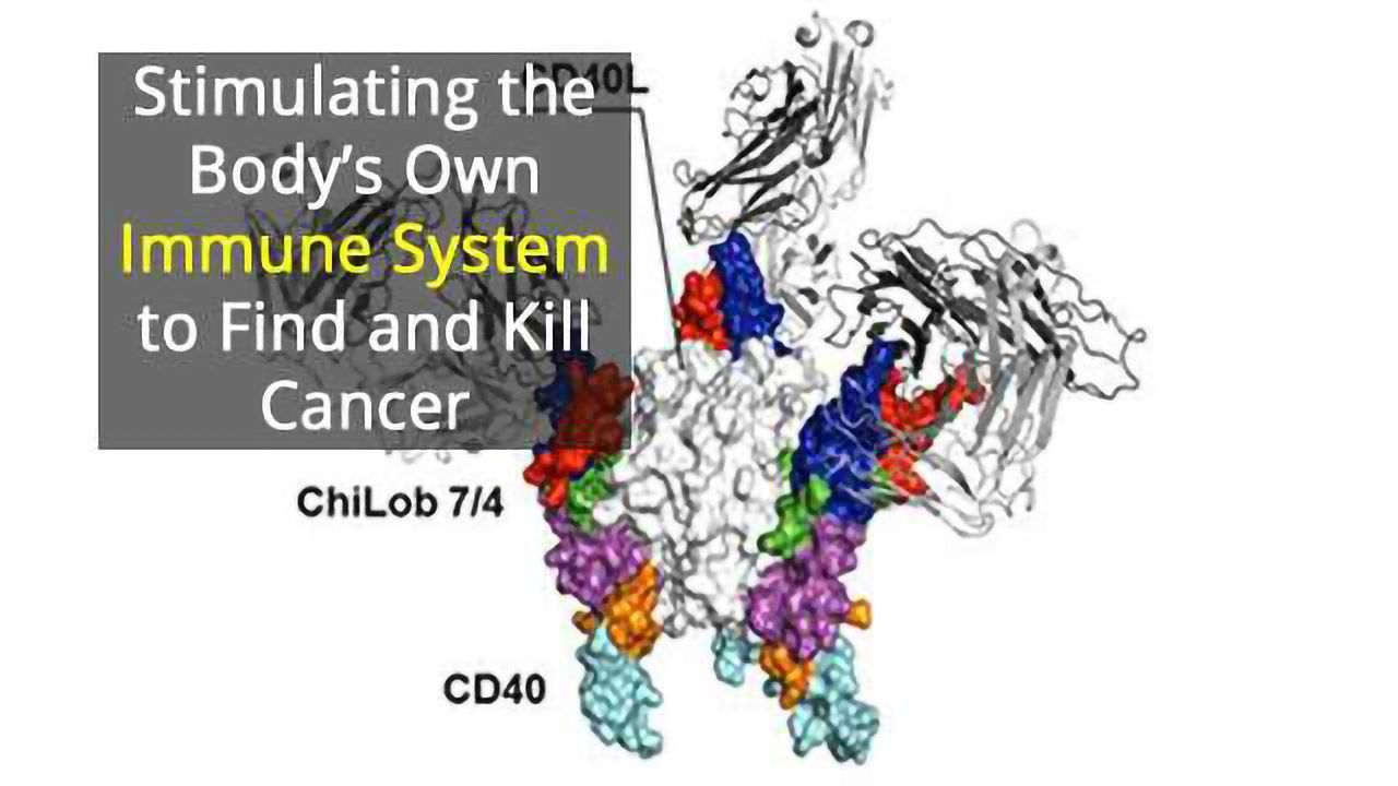 Sweet Spot of Activity in Immune System Key to Fighting Cancer