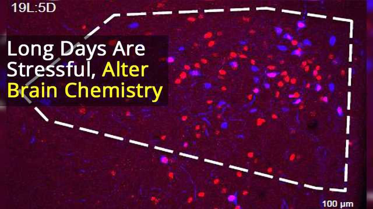 Neuronal Activity Regulates Neurotransmitter Switching in the Adult Brain