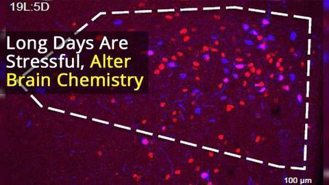 Neuronal Activity Regulates Neurotransmitter Switching in the Adult Brain