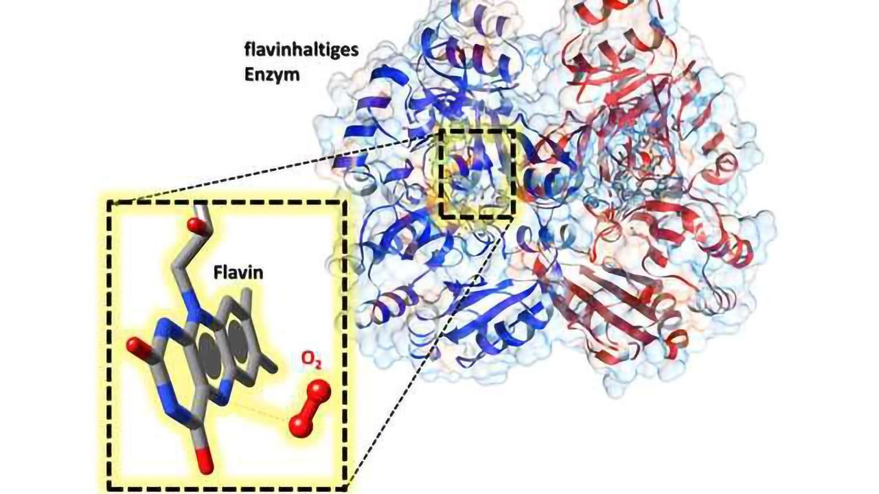 Flavins Keep a Handy Helper in Their Pocket