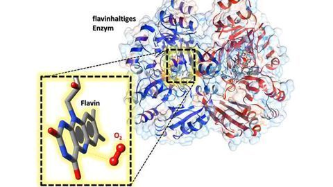Flavins Keep a Handy Helper in Their Pocket