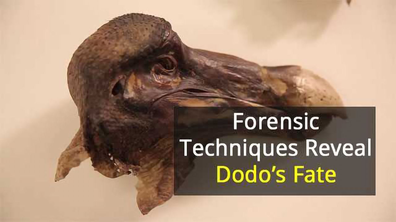Dodo’s Violent Death Revealed