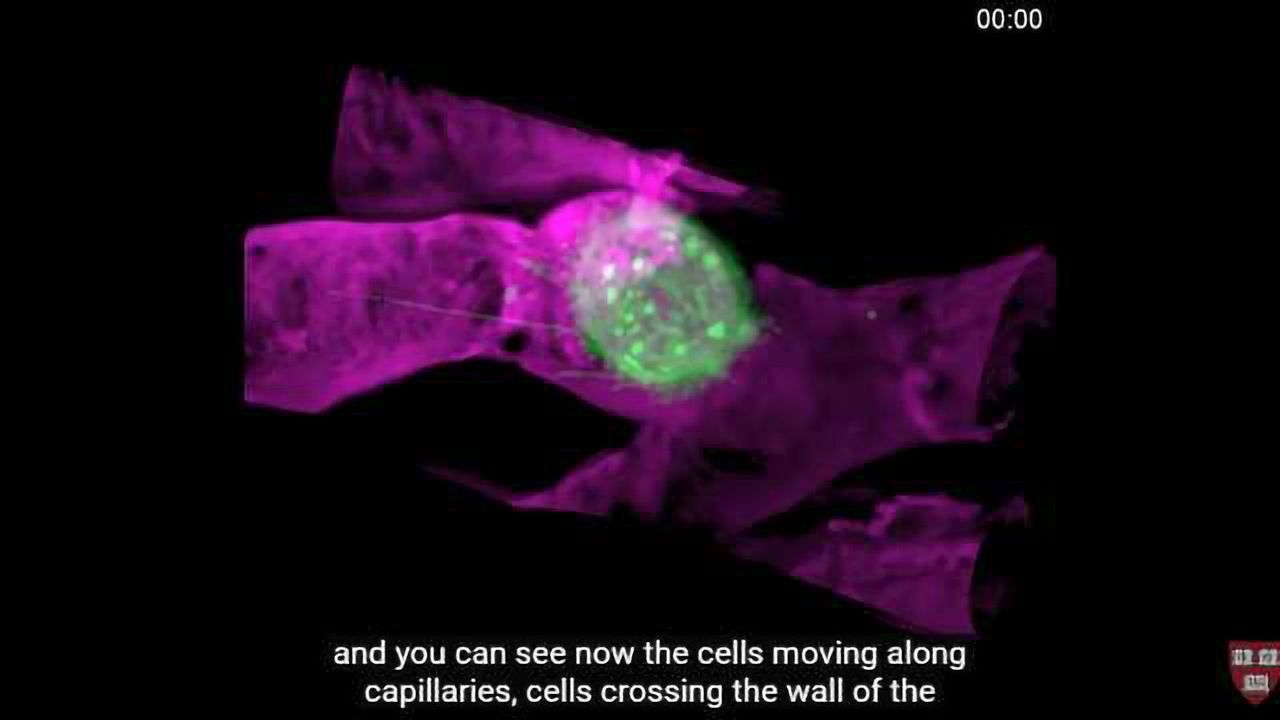 3D Microscopes: To boldly go…