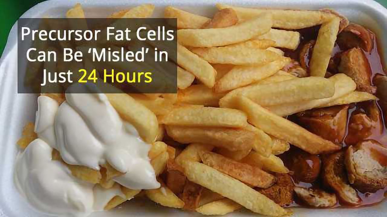 Fat Cells Seem to Remember Unhealthy Diet