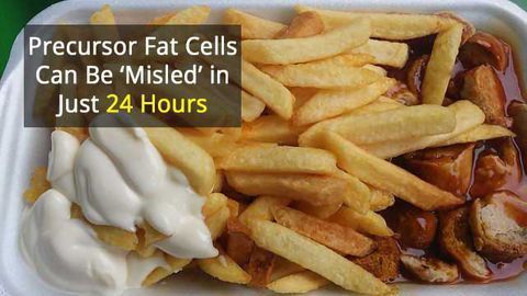 Fat Cells Seem to Remember Unhealthy Diet
