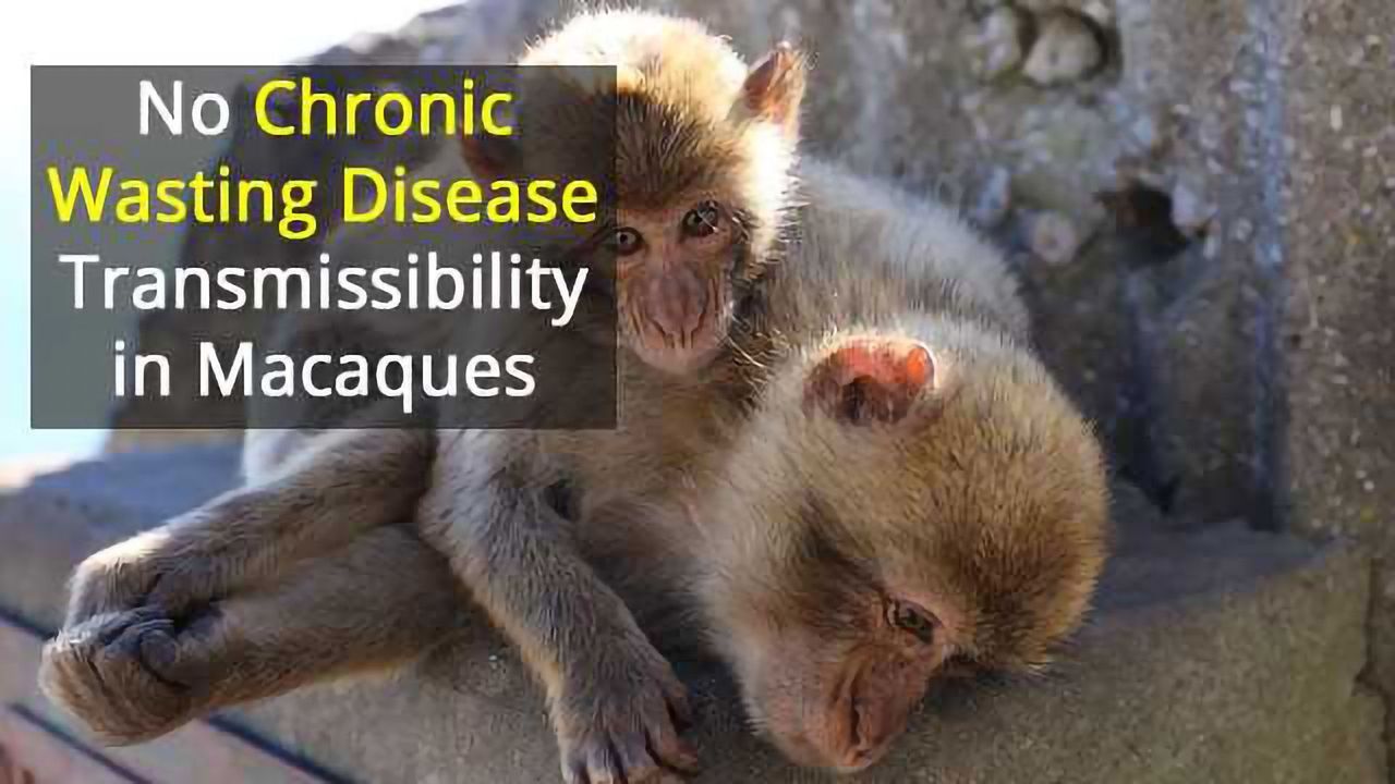 Chronic Wasting Disease Didn't Cross Into Primates