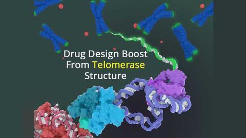 First Detailed Structure of Telomerase Revealed