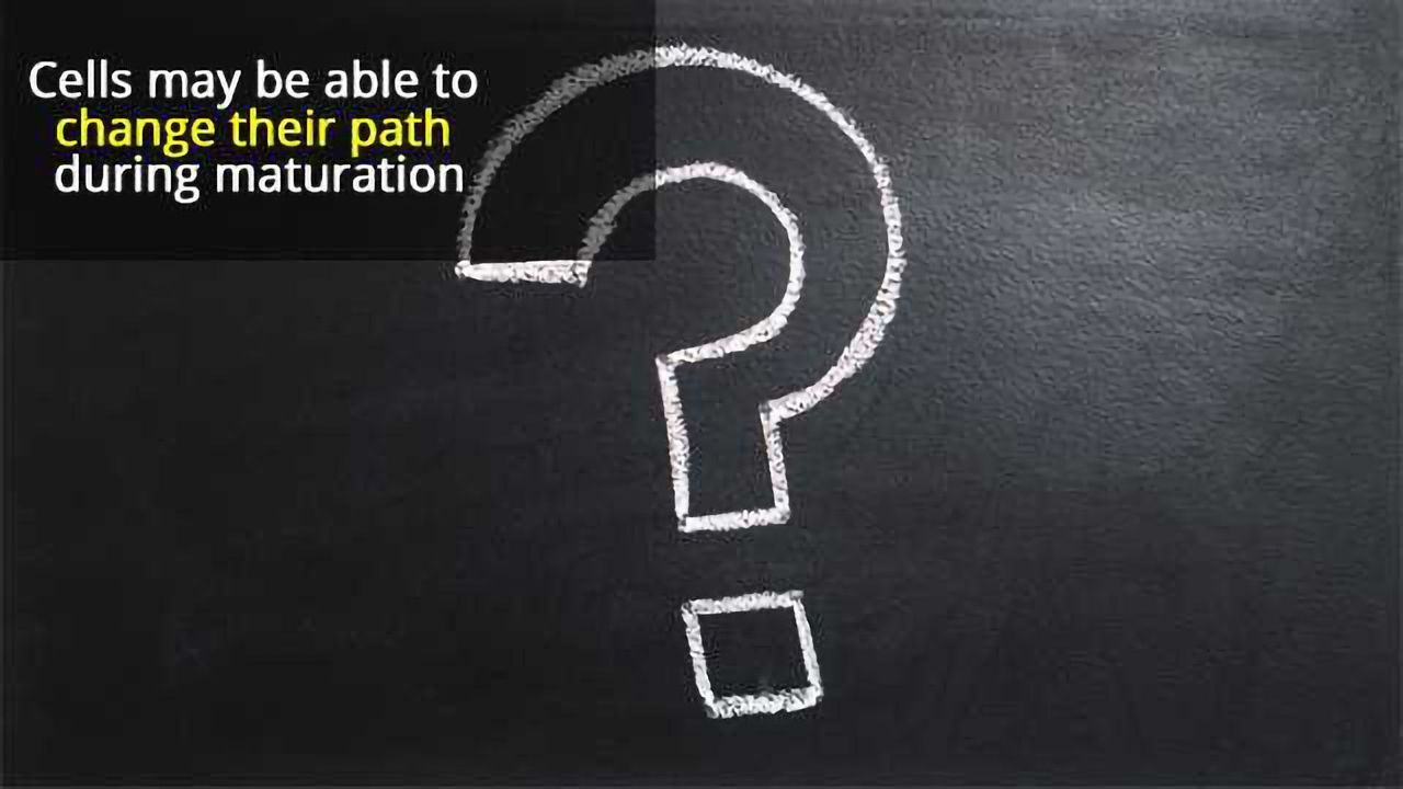 Who Am I? How Cells Find Their Identity