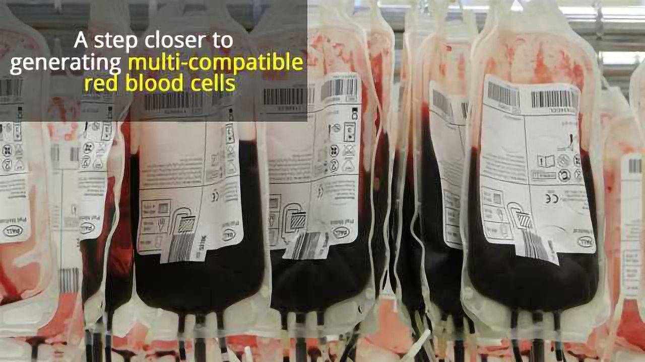 Tailoring Blood Cells in the Laboratory