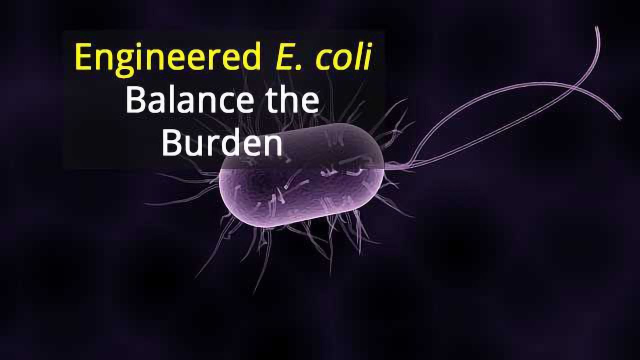 E. Coli Rewired to Balance Growth with Protein Manufacture