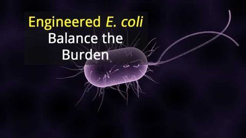 E. Coli Rewired to Balance Growth with Protein Manufacture