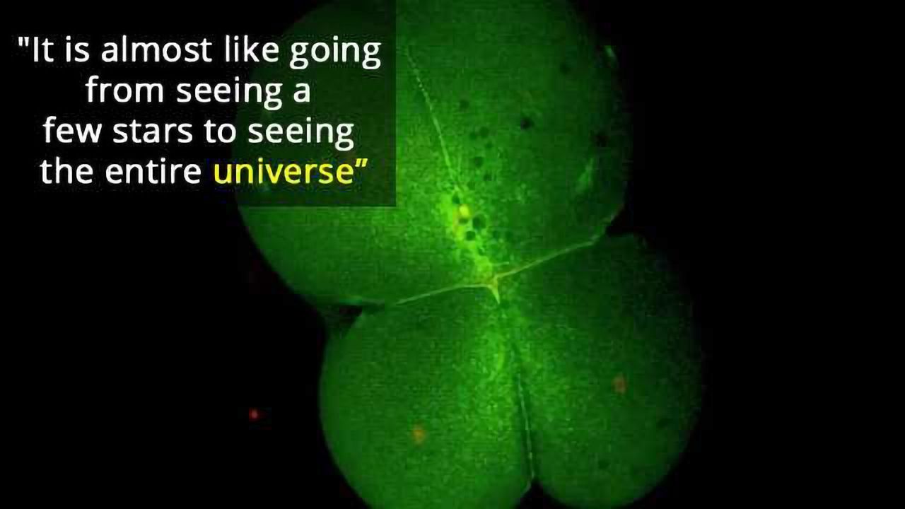 A Day in the Life: Scientists Map Cell Development in Unprecedented Detail