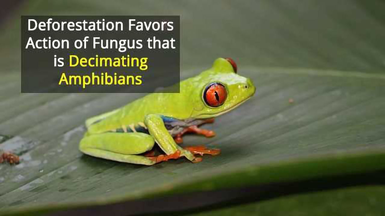 Environmental Changes Affect Pathogen Dynamics