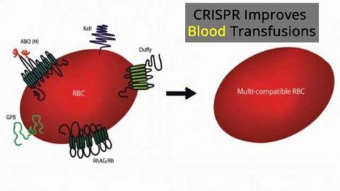 Gene Editing to Improve Blood Transfusions
