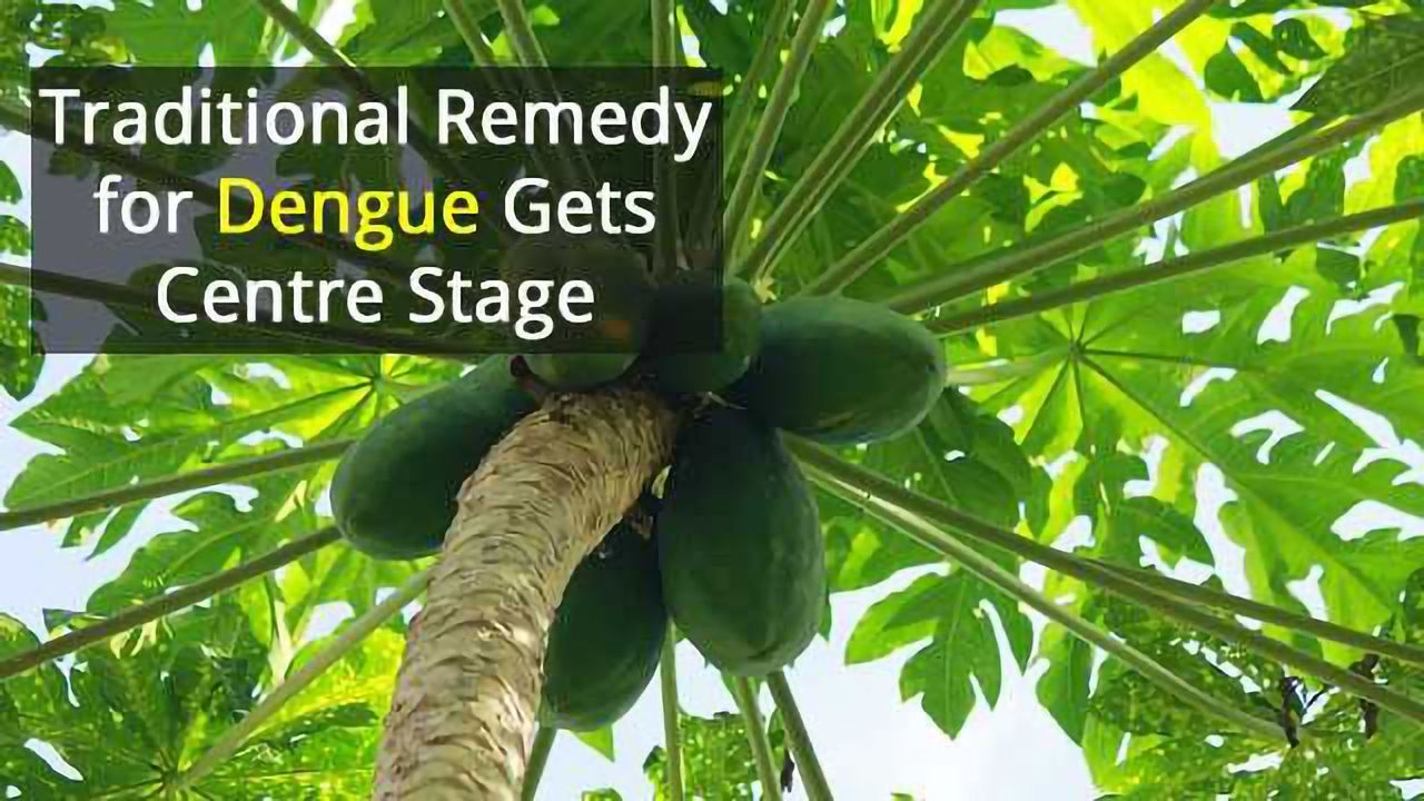 Papaya Leaf Holds a Cure for Dengue Fever