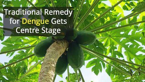 Papaya Leaf Holds a Cure for Dengue Fever