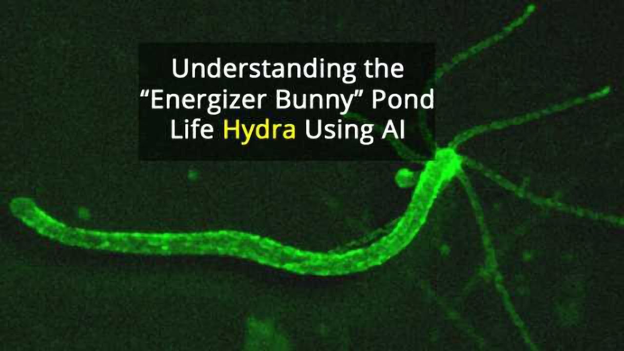 Spam Filter Algorithm Used to Study Tiny Hydra