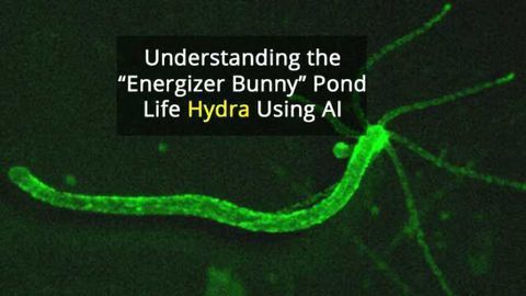 Spam Filter Algorithm Used to Study Tiny Hydra